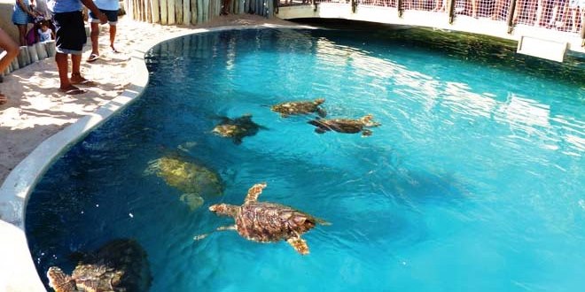 Découvrir la vie des tortues marines grâce au Projet Tamar