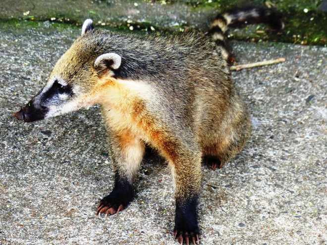 Un des nombreux coatis des chutes d'Iguazu Un des nombreux coatis des chutes d'Iguazu
