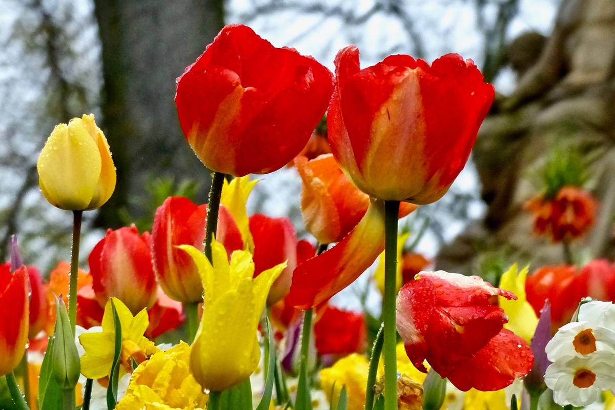 Tulipes fleurs amsterdam