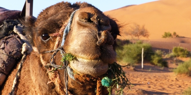 Vivre quelques jours dans le désert du Maroc