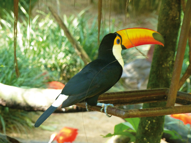 Les animaux du Brésil