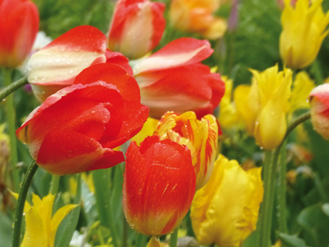 De magnifiques tulipes dans le parc Vondelpark à Amsterdam