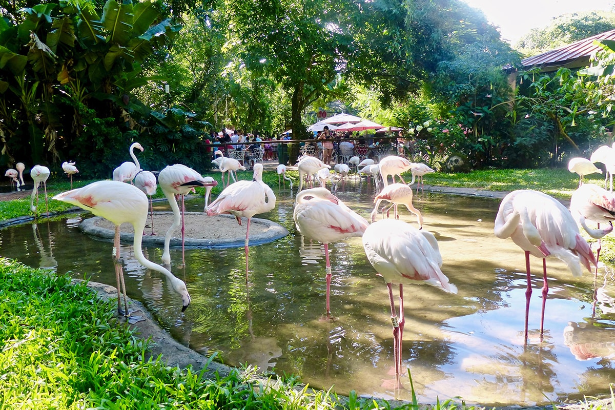 Flamants roses parc aux oiseaux Iguazu