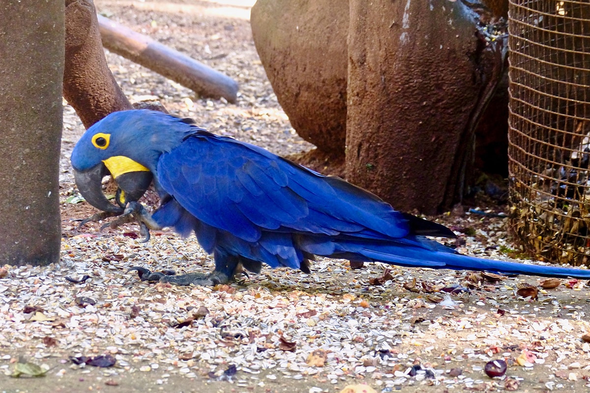 Perroquet Bleu Rio parc aux oiseaux Iguazu
