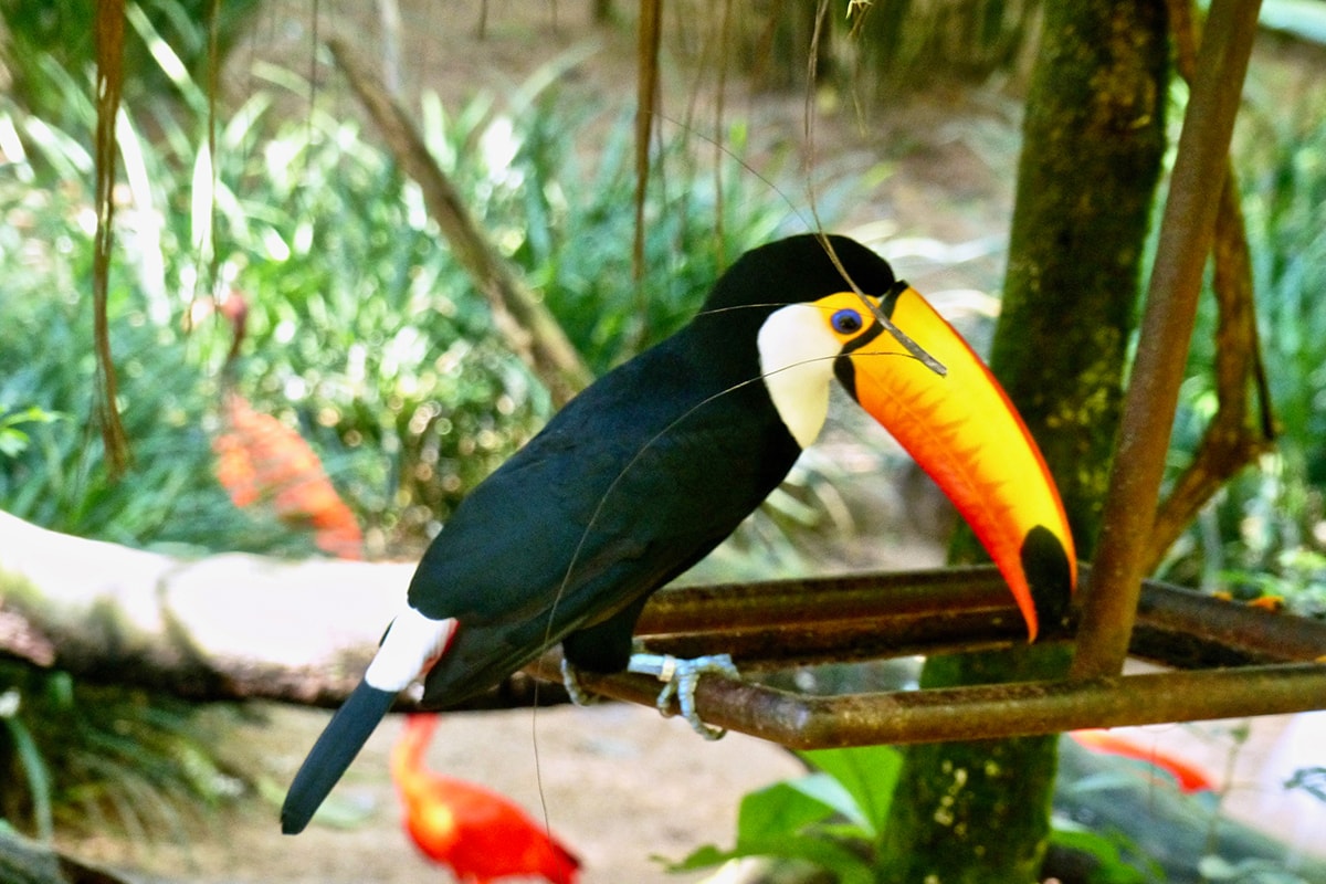 Toucan parc aux oiseaux Iguazu