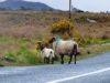 Road Trip Irlande : le Connemara en 1 jour