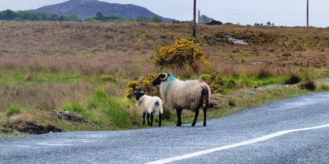 Road Trip Irlande : le Connemara en 1 jour