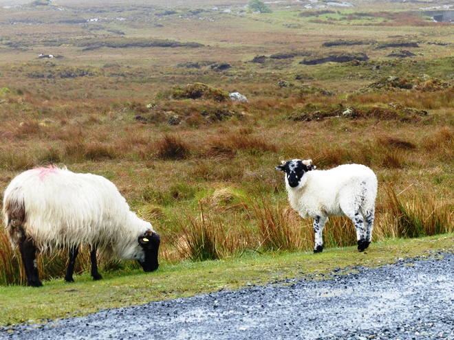 Les fameux "black sheeps" du Connemara en Irlande