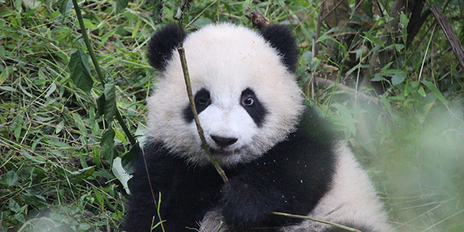 3 jours à Chengdu : des pandas, des locaux et le Bouddha de Leshan