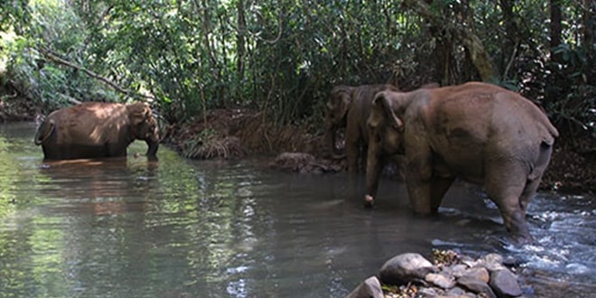 1 journée avec les éléphants du Mondulkiri au Cambodge