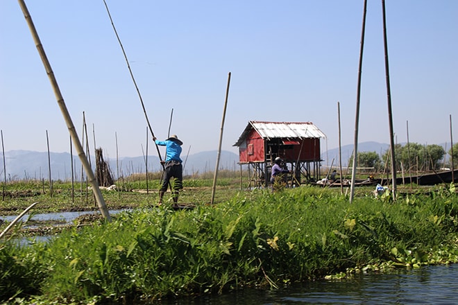 Jardins flottants lac Inle Birmanie