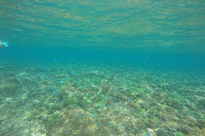 Coraux et poissons Tumbak Sulawesi