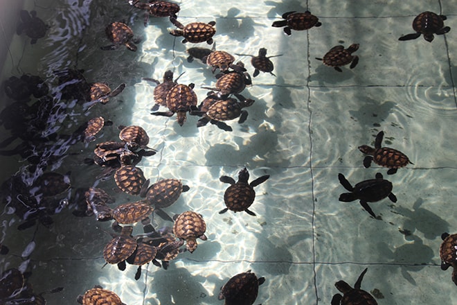 bebe tortues Gili Meno Indonesie