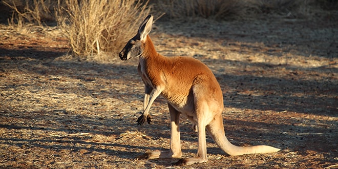 Alice Springs et les MacDonnell Ranges