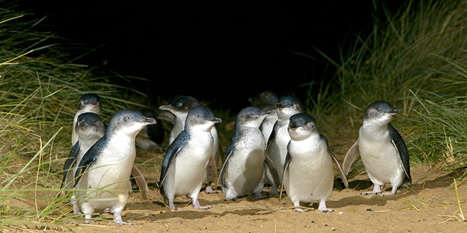 1 journée sur Phillip Island, l’île aux pingouins