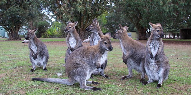 3 jours Kangaroo Island, l’île des animaux en Australie du Sud