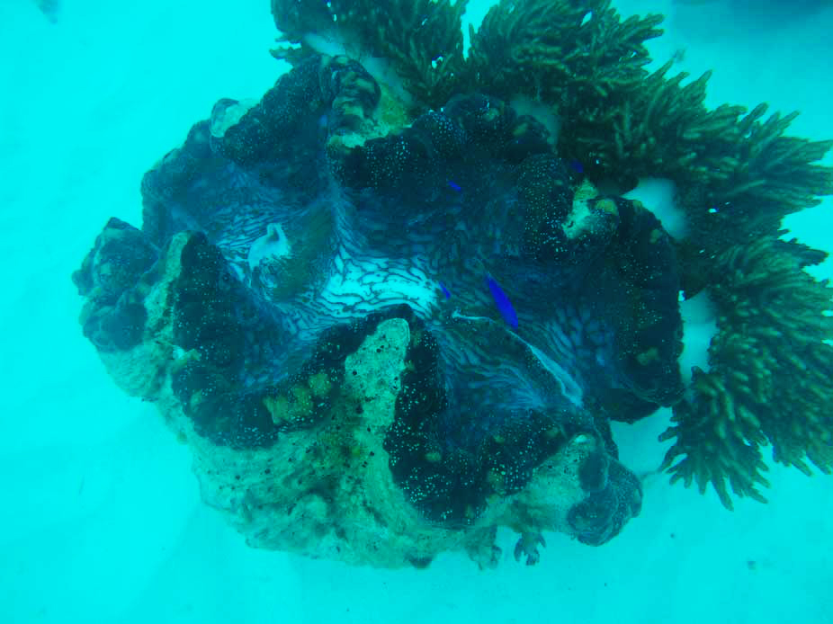 Grande Barrière de Corail Cairns Australie