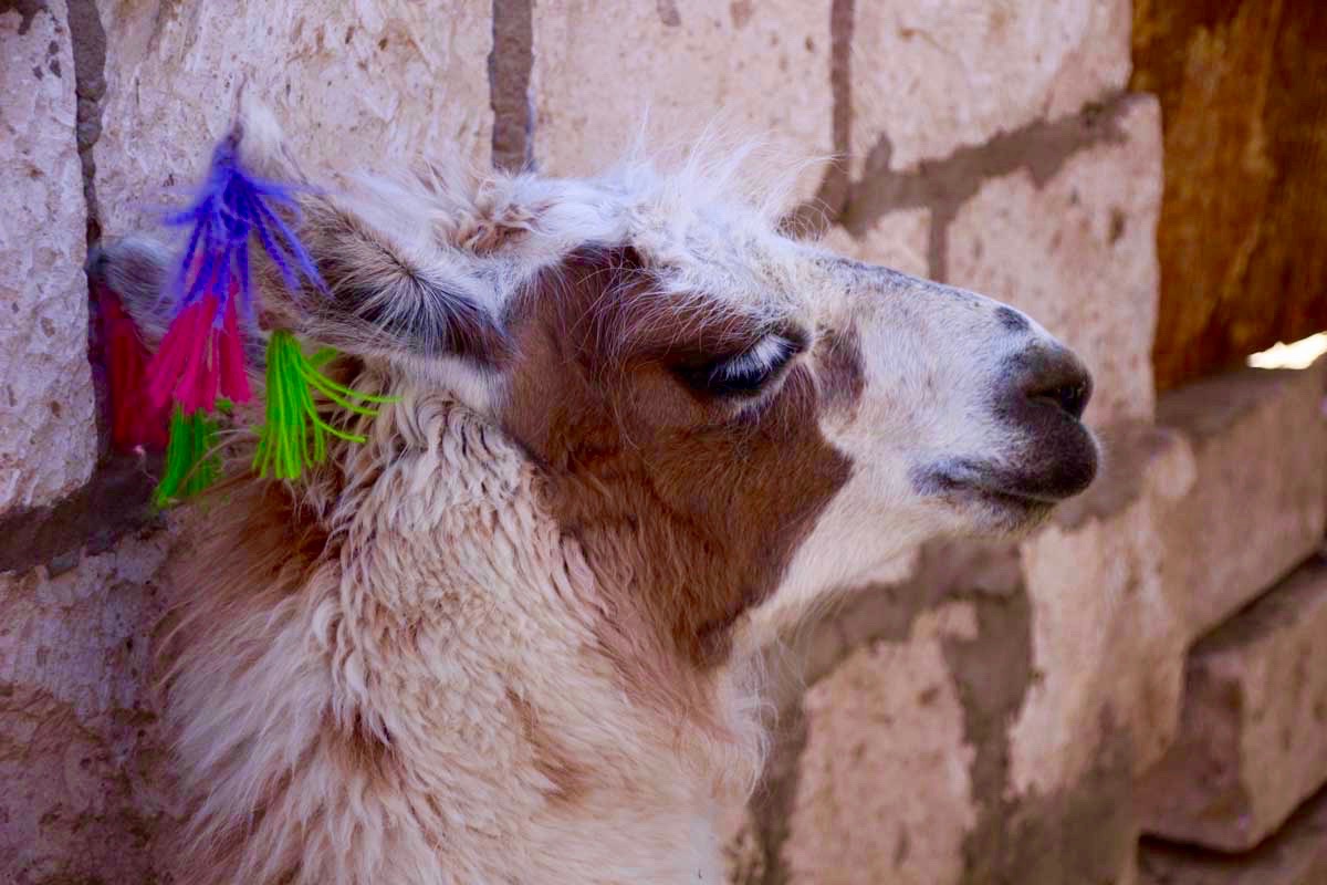 Lama Toconao chili Lama Toconao chili