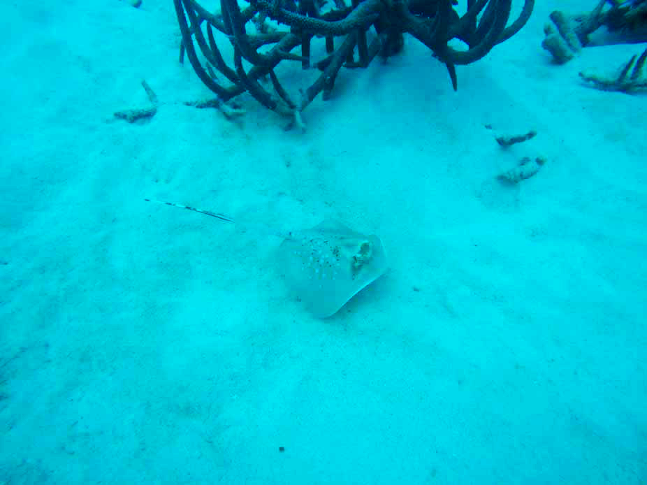Raie Grande Barrière de Corail Cairns Australie