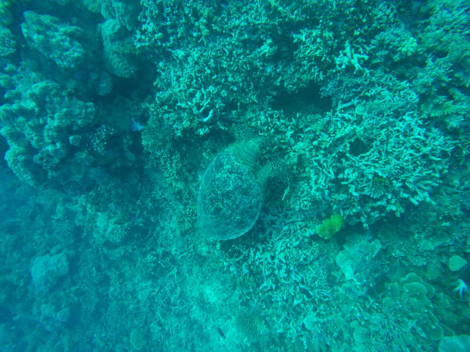 Tortue Grande Barrière de Corail Cairns Australie