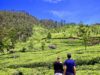 5 jours dans les montagnes et les plantations de thé au Sri Lanka