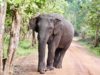 Nos safaris dans le Wilpattu National Park au Sri Lanka