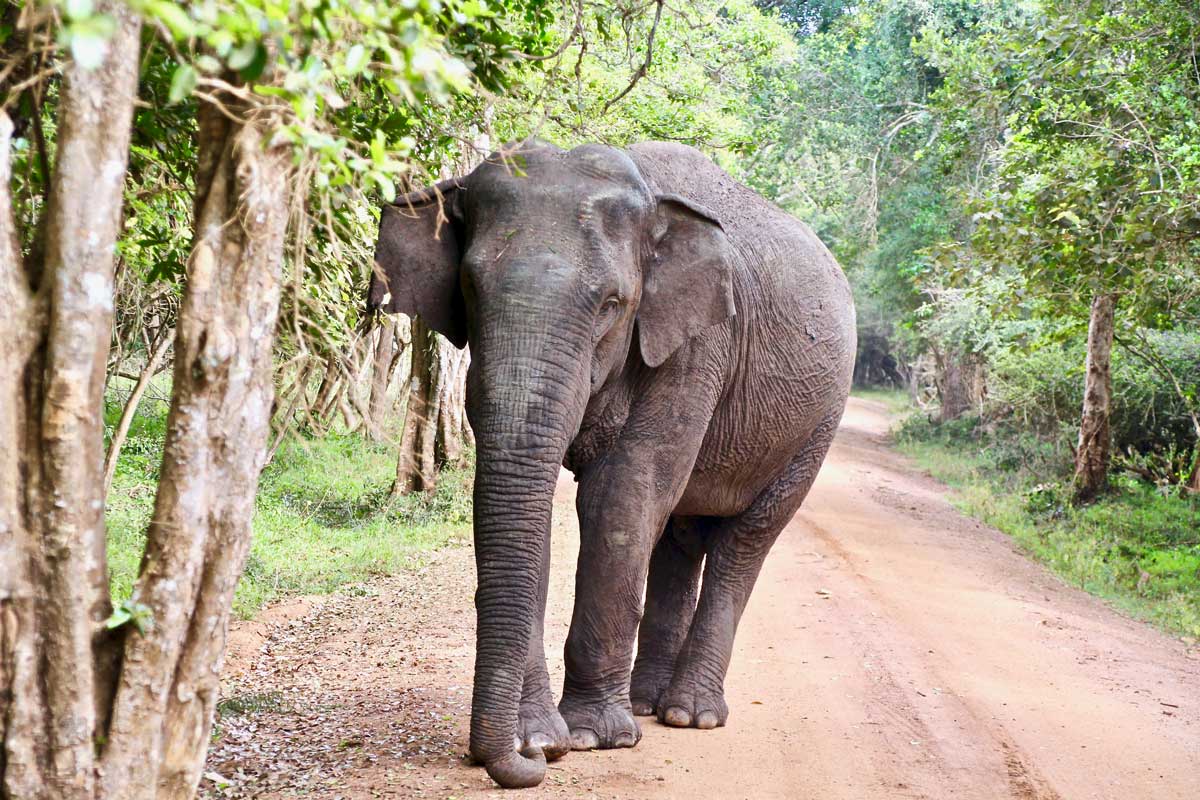 Nos safaris dans le Wilpattu National Park au Sri Lanka