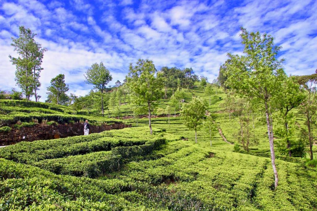 Thé sri lanka
