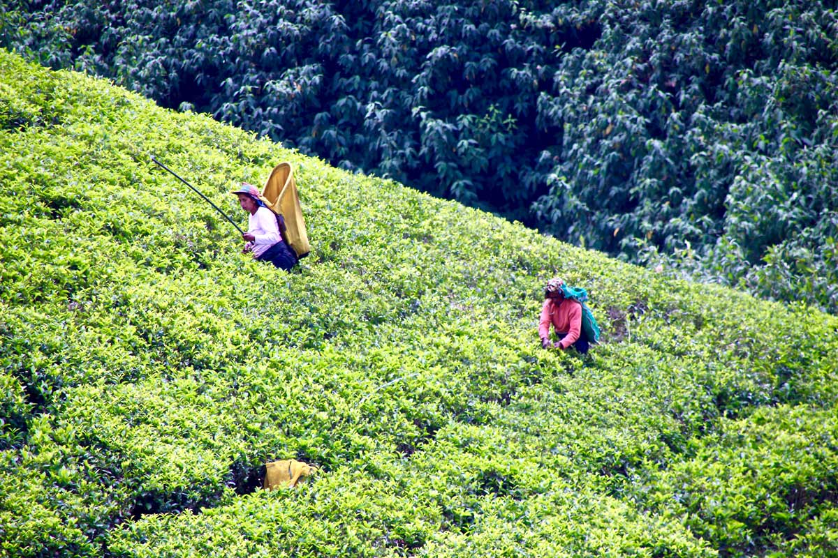 plantations thé sri lanka