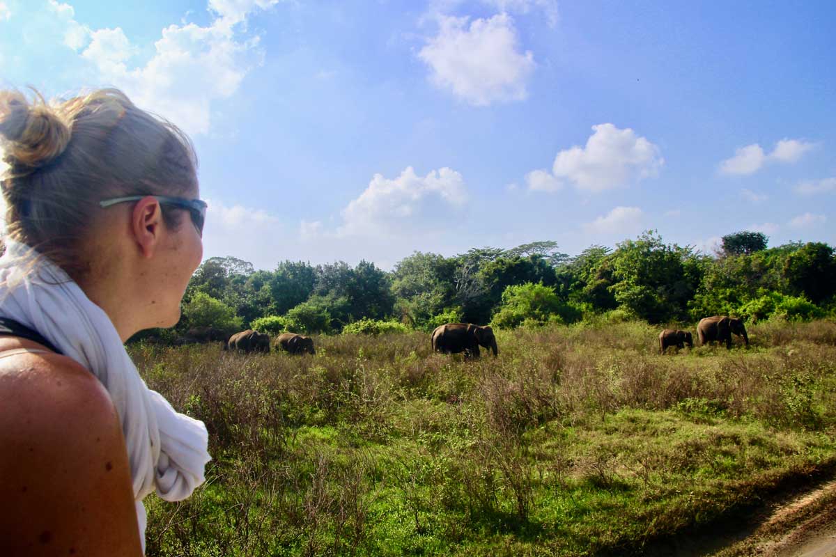 safari elephants kaudulla sri lanka