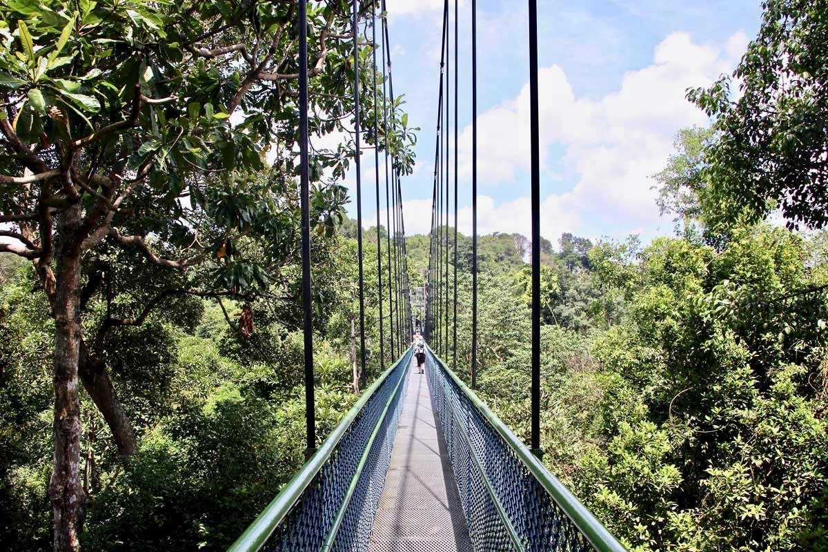 TreeTop Walk Singapour pont suspendu