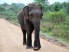 Notre Safari à Udawalawe : voir des éléphants et plein d’autres animaux !