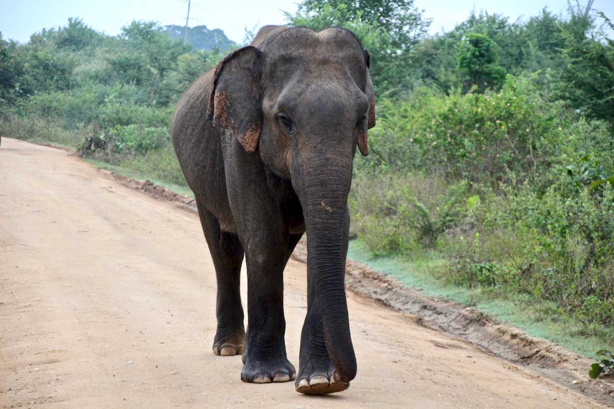 Notre Safari à Udawalawe : voir des éléphants et plein d’autres animaux !