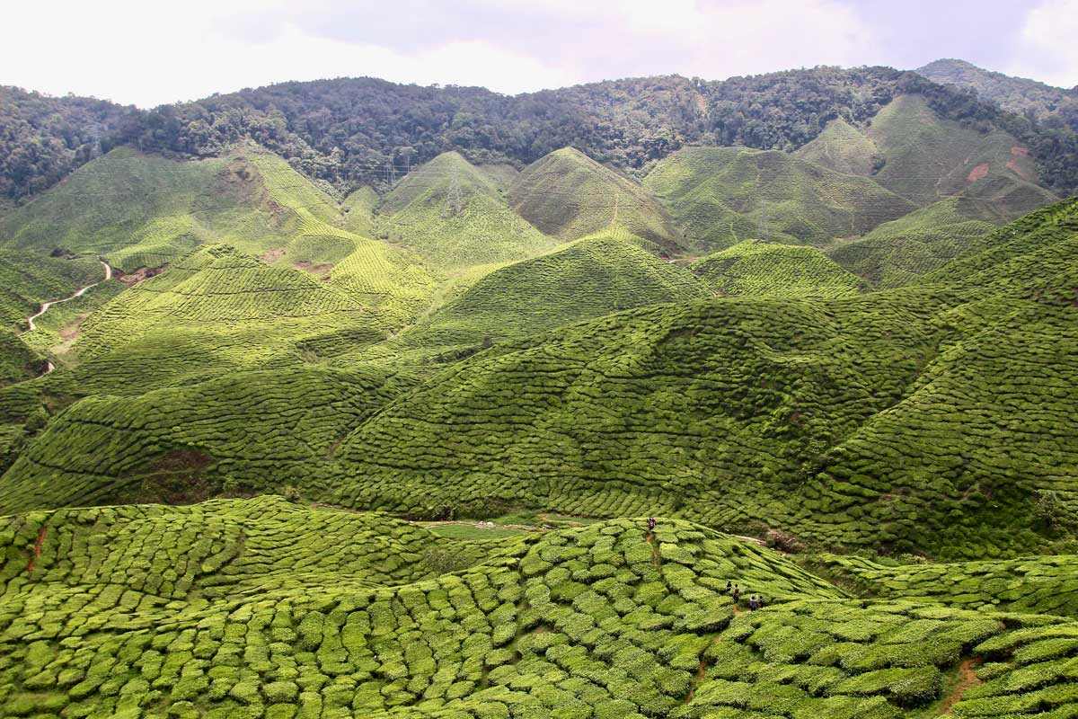 1 journée dans les Cameron Highlands : plantations de thé et montagnes