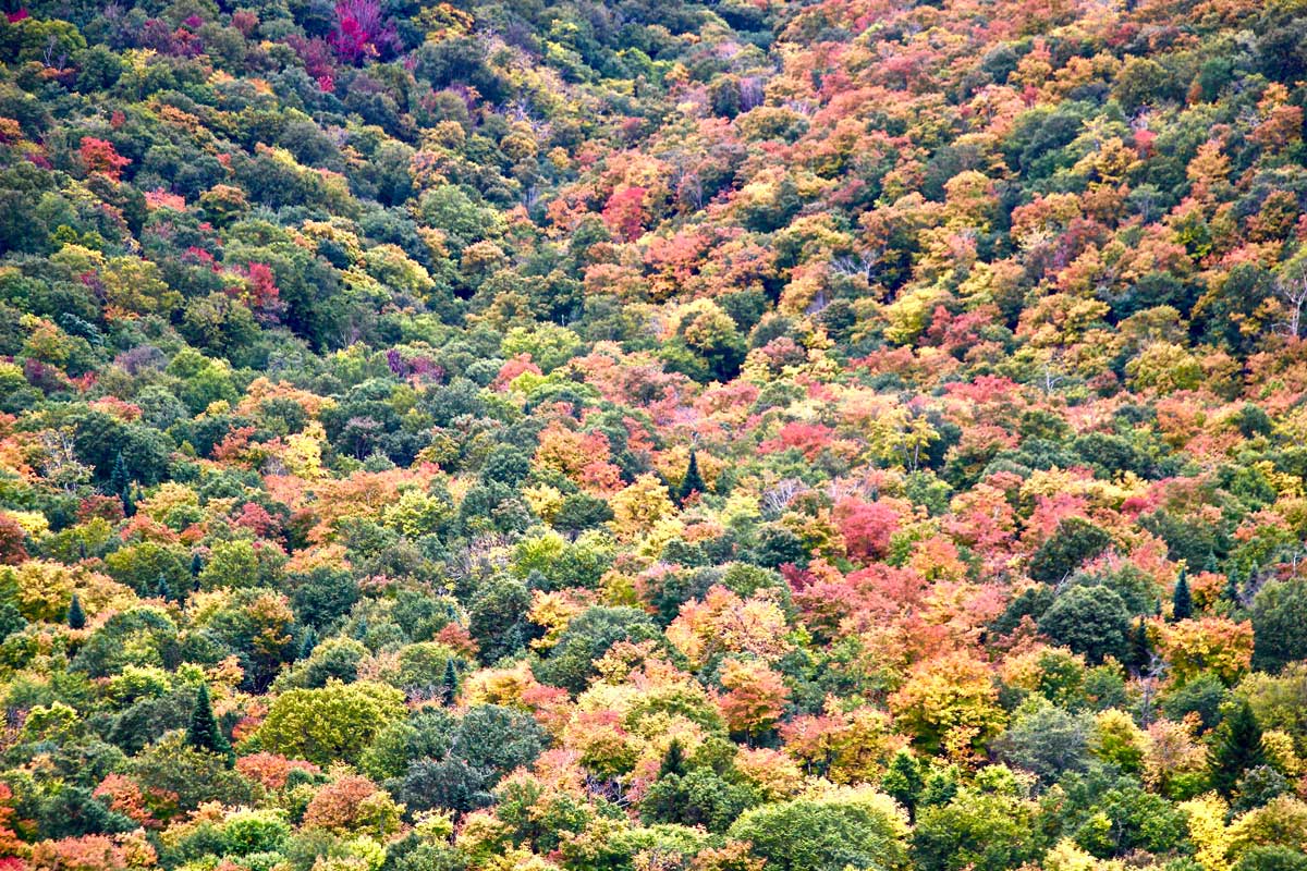 couleurs sutton automne