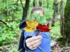 Profiter de la saison des couleurs de l’Automne au Québec