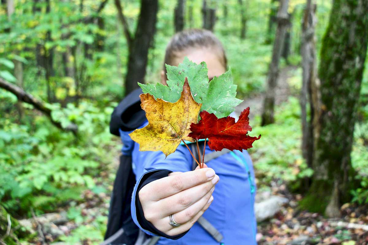 feuilles couleurs parc sutton