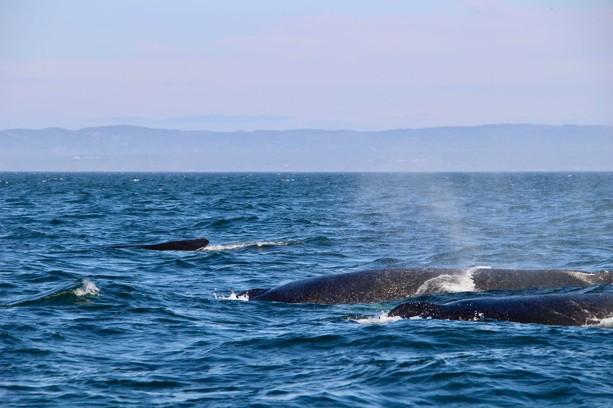 excursion baleine les escoumins