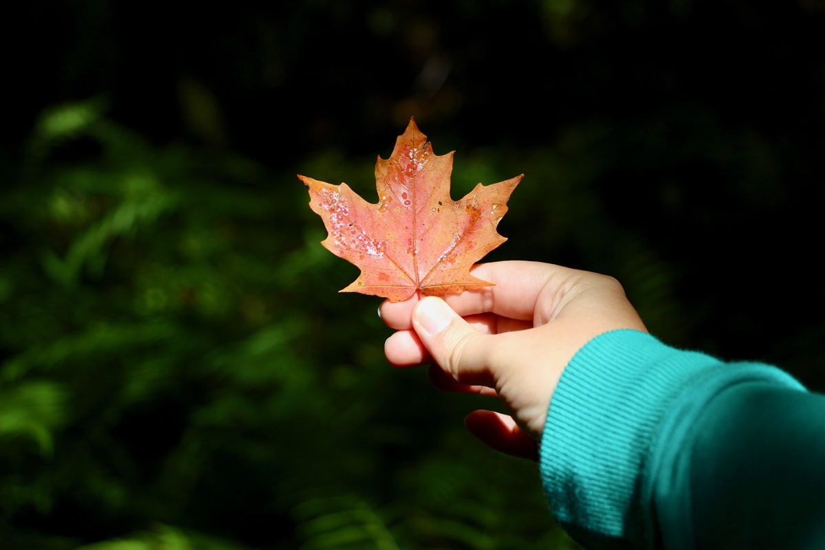 Feuille couleur autonme quebec canada