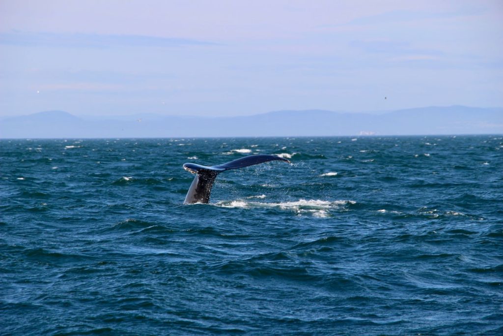 baleine mer