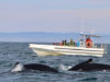 2 jours pour rencontrer les baleines à Tadoussac et aux Escoumins