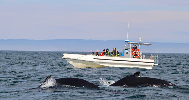 2 jours pour rencontrer les baleines à Tadoussac et aux Escoumins