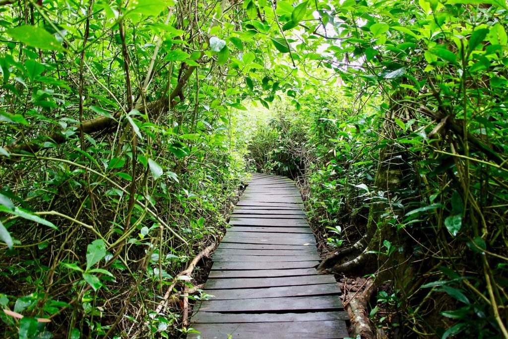 Boardwalk réserve Sian Ka'an Tulum Mexique