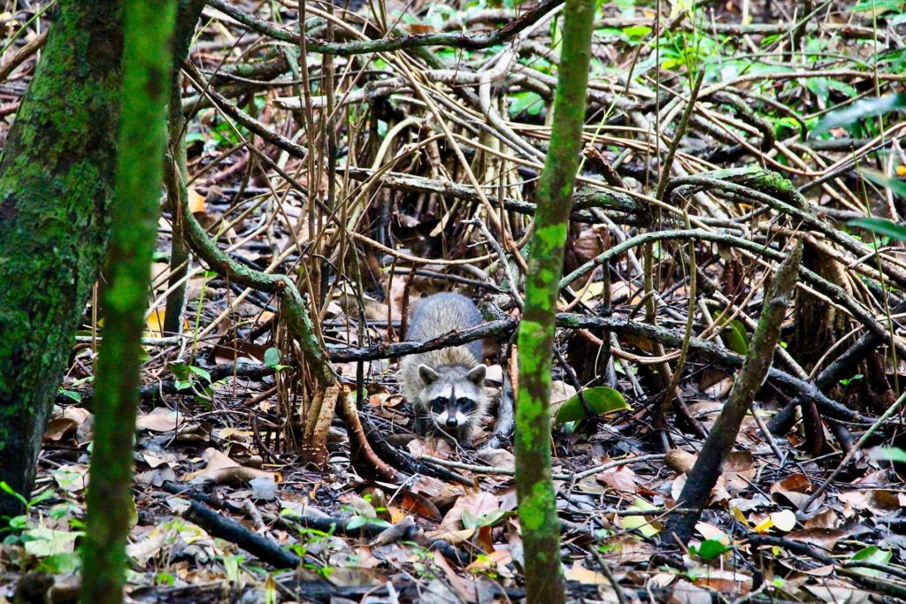 Raton laveur réserve Sian Ka'an Tulum Mexique