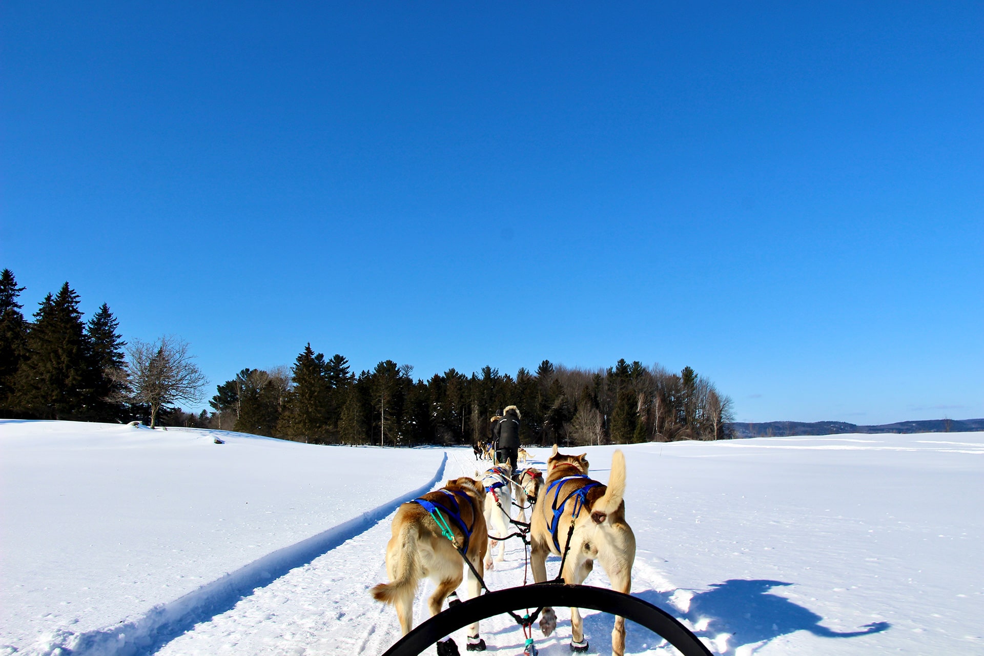 Traineau à Chiens Quebec