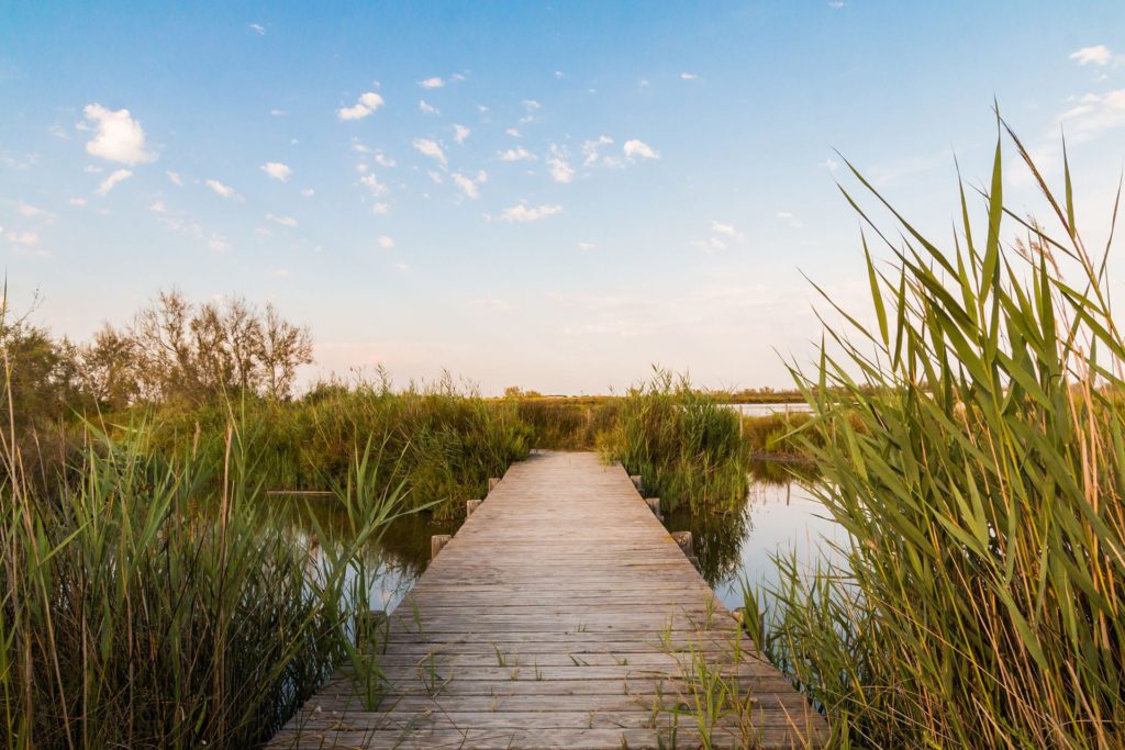 Camargue en été - Parc de la Camargue