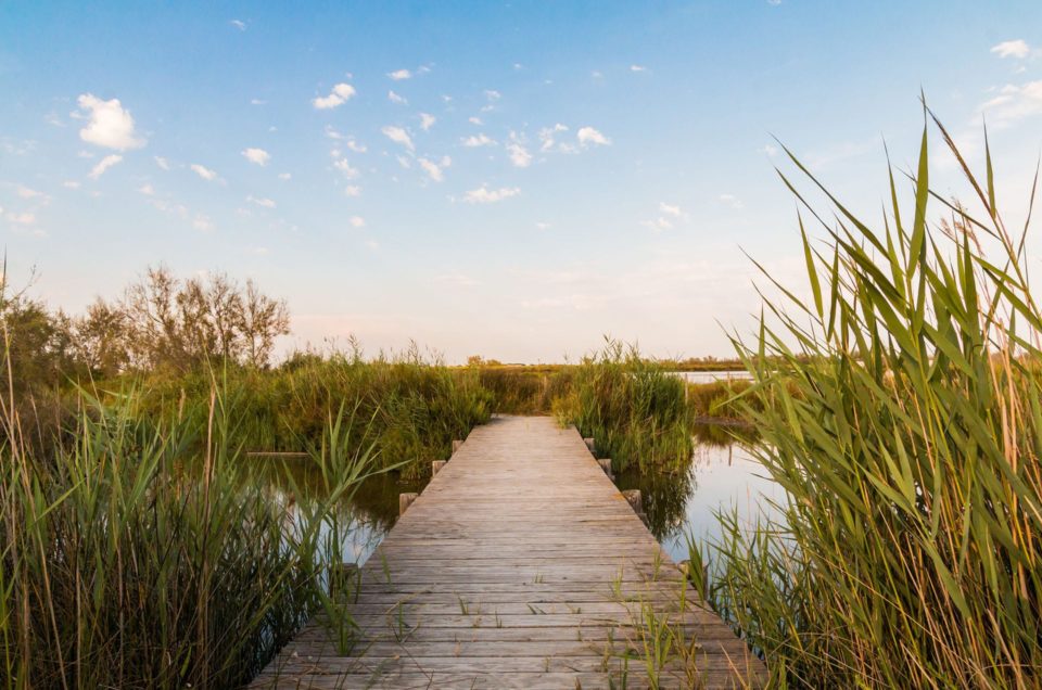 Camargue en été - Parc de la Camargue