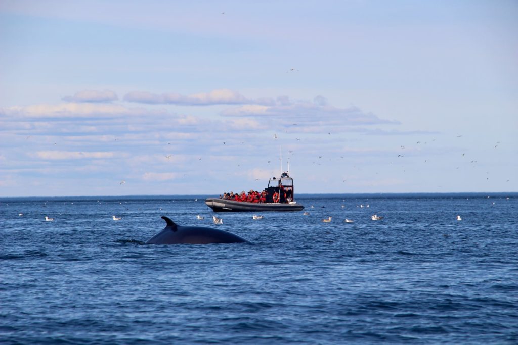 Vue baleine Saint Andrews Nouveau Brunswick
