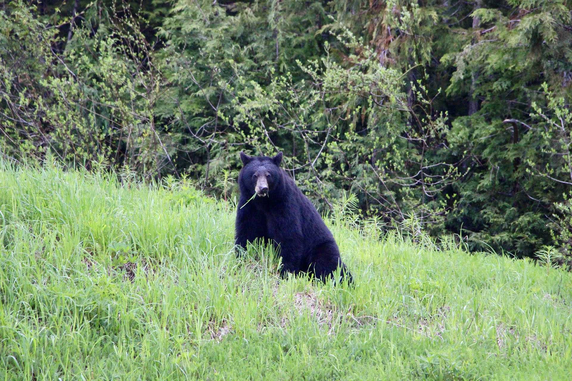 ours noir Whistler