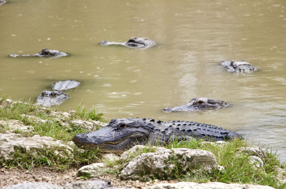 Que voir et que faire dans les Everglades ?